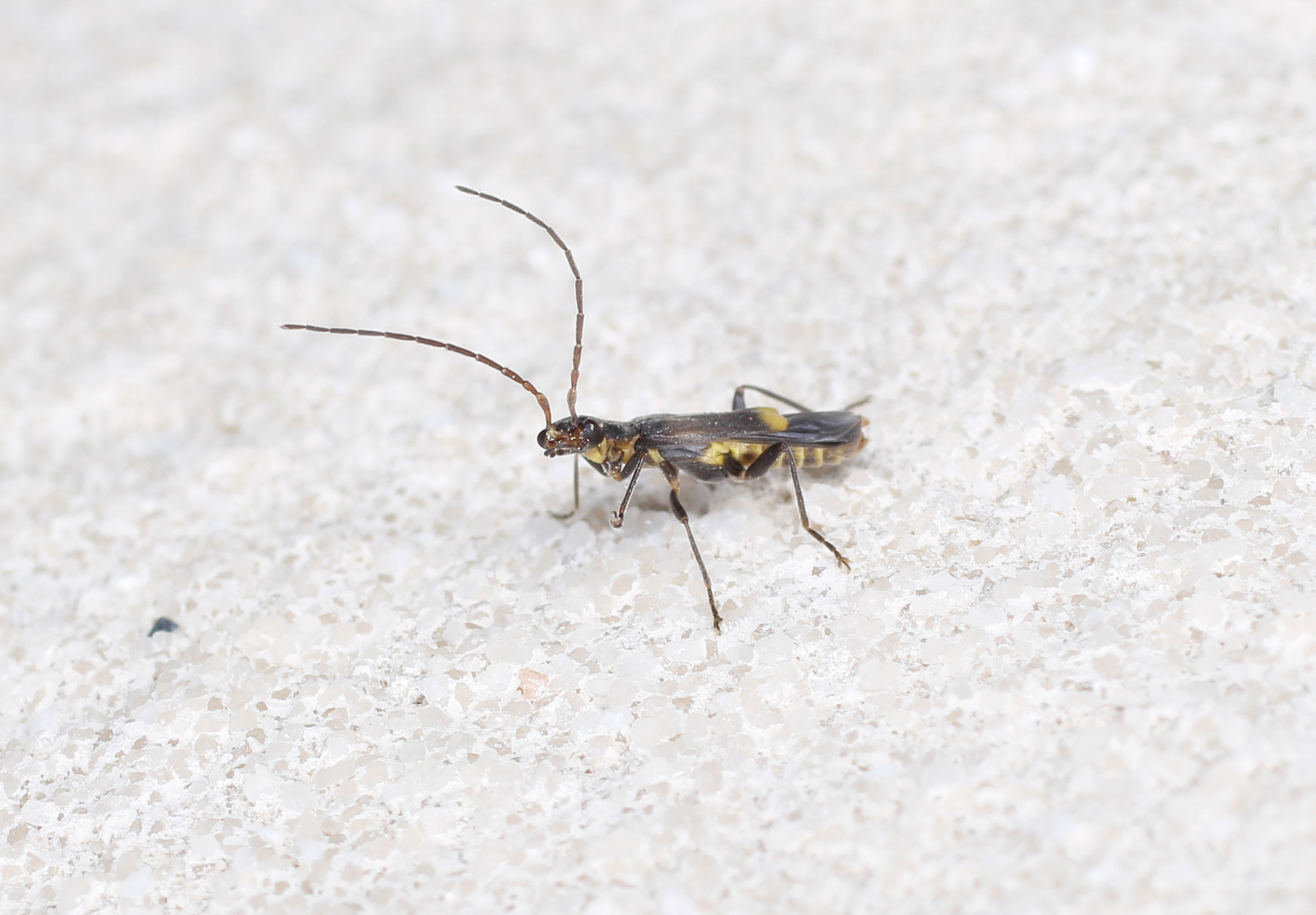 Cantharidae: Malthodes sp.